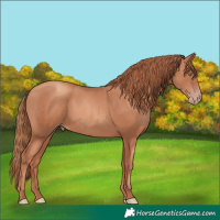 Horse Color:Gold Champagne 