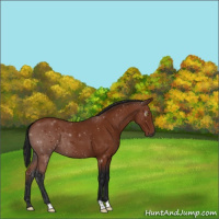 Horse Color:Gray Bay 