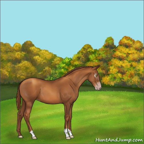 Horse Color:Gray Gold Champagne 