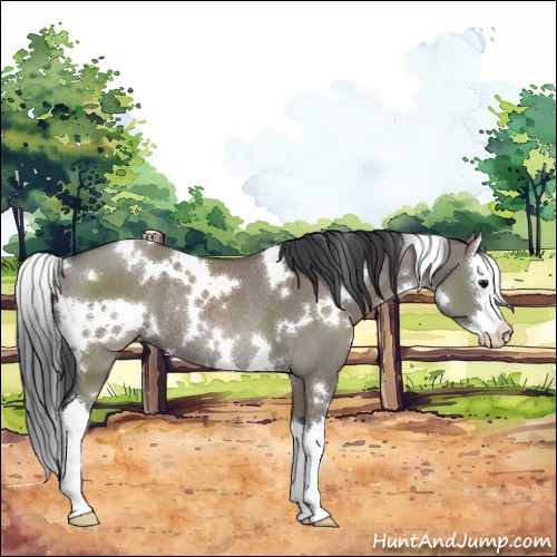 Horse Color:White Spotted Grullo Sabino Splash Rabicano 