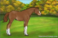 Horse Color:Gray Chestnut 