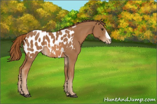 Horse Color:Chestnut Appaloosa 