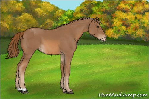 Horse Color:Chestnut Appaloosa 