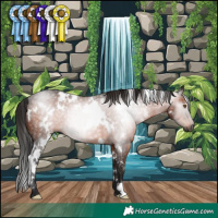 Horse Color:Gray White Spotted Bay