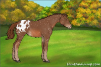 Horse Color:Chestnut Blanket 