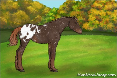 Horse Color:Liver Chestnut Appaloosa 