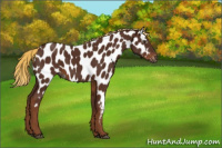Horse Color:Gray Chestnut Near Leopard 