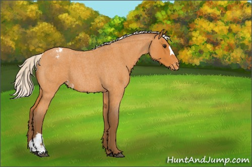 Horse Color:Silver Buckskin Roan Appaloosa 