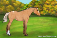Horse Color:Silver Buckskin Roan Appaloosa 