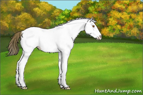 Horse Color:White Spotted Buckskin Splash Appaloosa 