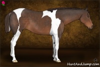Horse Color:Liver Chestnut Tobiano 
