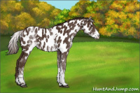 Horse Color:White Spotted Liver Chestnut Near Leopard 