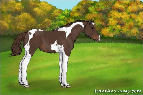 Horse Color:Liver Chestnut Tobiano 