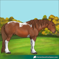 Horse Color:Chestnut Tobiano 