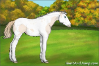 Horse Color:Perlino Splash Tobiano 
