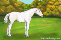 Horse Color:Perlino Roan Tobiano 