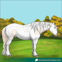 Horse Color:Perlino Dun Splash Tobiano 