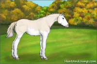 Horse Color:Perlino Roan Splash 