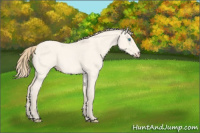Horse Color:Perlino Roan Dun 