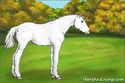 Horse Color:Perlino Roan Splash Tobiano