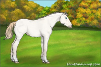 Horse Color:Perlino Roan Dun 