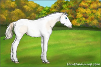 Horse Color:Perlino Roan Dun Splash Tobiano 