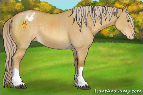 Horse Color:Palomino Dun Appaloosa 