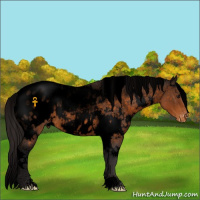 Horse Color:Void White Spotted Buckskin Appaloosa 