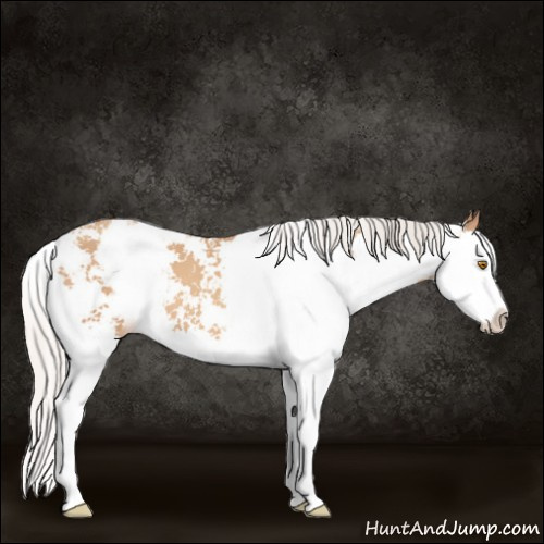Horse Color:Silver Classic Champagne Sabino Splash 