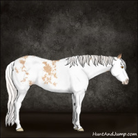 Horse Color:Silver Classic Champagne Sabino Splash 