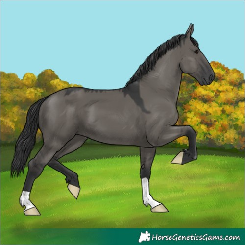 Horse Color:Grullo 