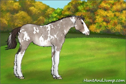 Horse Color:White Spotted Liver Red Dun Roan Splash Appaloosa 