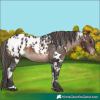 Horse Color:White Spotted Brown Appaloosa 