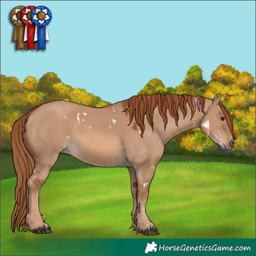 Horse Color:White Spotted Red Dun 
