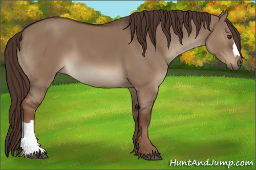 Horse Color:Liver Red Dun 