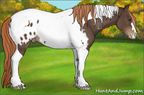 Horse Color:Liver Chestnut Tobiano Appaloosa 