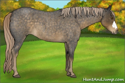 Horse Color:Chocolate Palomino Roan 