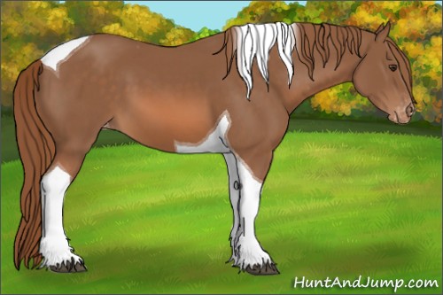Horse Color:Chestnut Tobiano Appaloosa 
