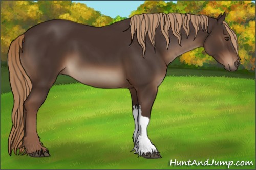 Horse Color:Liver Chestnut 