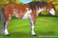 Horse Color:Bay Sabino 