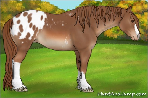 Horse Color:Chestnut Appaloosa 