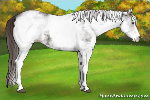 Horse Color:White Spotted Liver Chestnut 