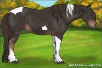 Horse Color:Liver Chestnut Tobiano 