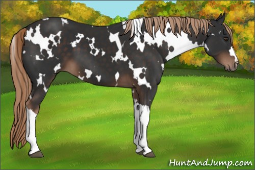 Horse Color:White Spotted Liver Chestnut 