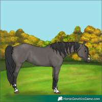 Horse Color:Grullo 