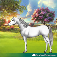 Horse Color:White Spotted Liver Chestnut Appaloosa 