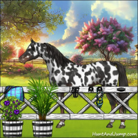 Horse Color:Liver Chestnut Sabino Appaloosa