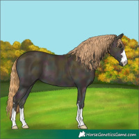 Horse Color:Midnight Gold Champagne Onyx