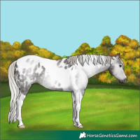 Horse Color:Gray Silver Black Tobiano Appaloosa 