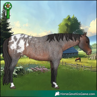 Horse Color:Brown Roan Appaloosa
